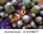 True Percula Clownfish (Clown Anemonefish) swimming in marine aquarium. Amphiprion percula is normally found in association with anemones on coral reefs, it is marine fish in family Pomacentridae 