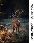 Wild red deer in nature at...