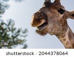 A Closeup Of A Giraffe With It...