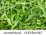 Small photo of Raw and fresh arugula, green leaves, from above. Top view on rocket salad, Eruca vesicaria, a plant, used as leaf vegetable, salad vegetable and decorative garnish. Surface and background, food photo.