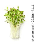 Small photo of Bunch of alfalfa microgreens. Fresh and ready-to-eat lucerne seedlings, shoots, cotyledons and young plants of Medicago sativa. A legume, used as forage crop, as a garnish or as a leaf vegetable.