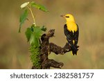 Golden oriole male in one of...