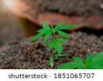  Small hemp plants in the soil.Nature outdoor.Marijuana is used for medical purposes.