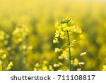 Beautiful flower of the rapeseed closeup on a blurred background, selective focus.
