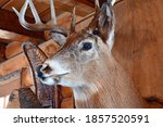 Buck Deer Taxidermy animal mount on wall of rustic log cabin