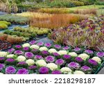 Rows of flowers growing in a large industrial greenhouse. Industrial agriculture. Decorative cabbage. Rows of colorful ornamental cabbages.