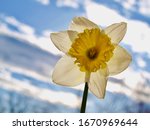 Ice Follies Daffodil Blossom...