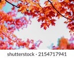 Small photo of Maple leaves in autum fall season canada