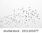 Flock Of Birds In Free Flight