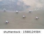 Seagulls On The Beach Of The...