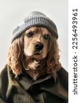 Small photo of A fawn American Cocker Spaniel in a hat and shirt looks at the camera. Cocker spaniel dog dressed up as a human. High quality photo