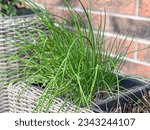 Green fresh organic chives growing in the pot on terrace. Close up.