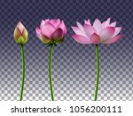 A Set Of Lotus Flowers On A...