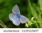 Small photo of Portrait of a beautiful Amanda's blue butterfly. Polyommatus amandus
