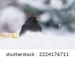 Blackbird Male Sitting  In Snow....
