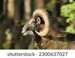 Mouflon, Ovis musimon, forest horned animal in the nature habitat, portrait of mammal with big horn, Czech Republic