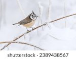 A cute crested tit sits on a twig with icing. Winter scene with a titmouse with crest. Lophophanes cristatus                              