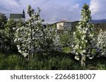 Apple blossom in South Tyrol, Italy