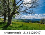 A green and yellow meadow with a big tree and a view of the valley in the Black Forest National Park Germany Europe