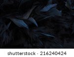 Close Up Of Black Feathers