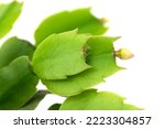 Small photo of the flower bud of The Schlumbergera Flower (called Christmas cactus, Thanksgiving cactus, crab cactus, holiday cactus)
