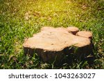 Old tree stump on green grass field, garden. The stump is surrounded by green grass field.