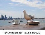 Thieving Seagull On A Table In...
