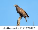 Perched juvenile bald eagle on...