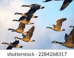 Flock of Canada Geese flying in Formation