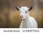 Funny Little  Goat Showing A...