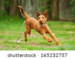 Irish Terrier Playing With Ball