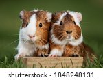 Two Lovely Guinea Pigs On The...