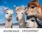 Group Of Alpacas In Winter....