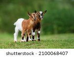 Two little goat babies in summer. Farm animals.