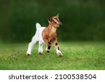 Little funny goat baby running in summer. Farm animals.