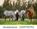 Herd Of Horses In The Field...