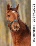 Portrait Of Young Red Horse....