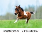 Little pony foal running in the ...