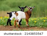 Two little baby goats in summer. Farm animals.