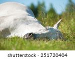 White Horse Sleeping On The...