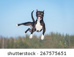 Funny american staffordshire terrier dog with crazy eyes flying in the air