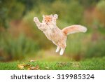 Funny Red Cat Flying In The Air ...