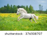 Beautiful White Shetland Pony...
