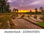 View of Indonesia in the morning, reflection of the beautiful rice field landscape at sunset