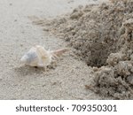 Small photo of White and brown stout spine murex, a kind of sea snail or shell, with hole and pile of sand over beach background with theme concept of holiday, vacation, and relaxation