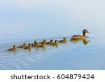Ducks Follow Me  Cute Ducklings ...