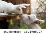 White bunny rabbit and goat kid ...