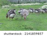 Gray Beautiful Geese In A...