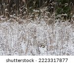 Dry grass covered with fresh snow in autumn