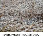 Dry grass covered with fresh snow